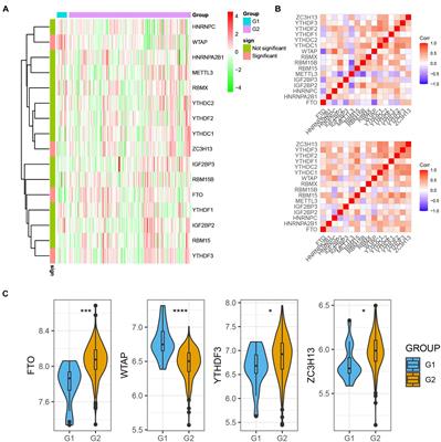 Comprehensive Analysis of N6-Methyladenosine RNA Methylation Regulators Expression Identify Distinct Molecular Subtypes of Myocardial Infarction